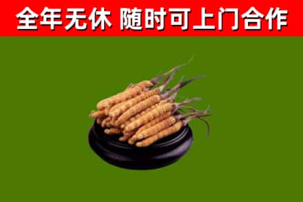 东至县回收散虫草