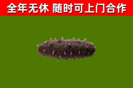 东至县回收海参干